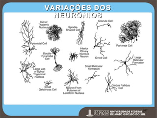 VARIAÇÕES DOS
NEURÔNIOS

Prof. Ronny M de Moraes 107

107

 