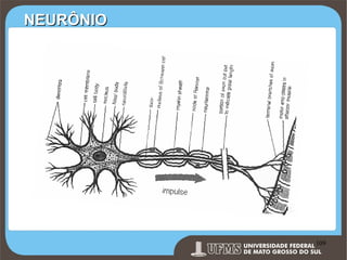 NEURÔNIO

Prof. Ronny M de Moraes 109

109

 