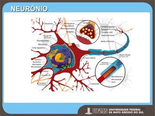 NEURÔNIO

Prof. Ronny M de Moraes 111

111

 