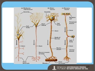 Prof. Ronny M de Moraes 113

113

 