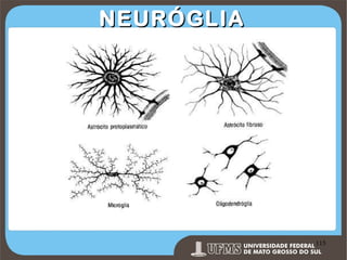 NEURÓGLIA

Prof. Ronny M de Moraes 115

115

 