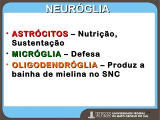 NEURÓGLIA
• ASTRÓCITOS – Nutrição,
Sustentação
• MICRÓGLIA – Defesa
• OLIGODENDRÓGLIA – Produz a
bainha de mielina no SNC

Prof. Ronny M de Moraes 116

116

 
