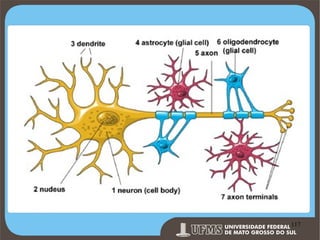 Prof. Ronny M de Moraes 117

117

 