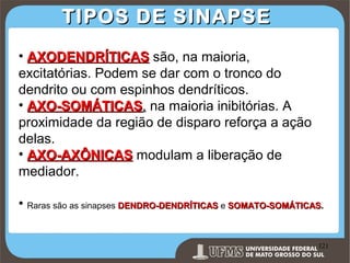 TIPOS DE SINAPSE
• AXODENDRÍTICAS são, na maioria,
excitatórias. Podem se dar com o tronco do
dendrito ou com espinhos dendríticos.
• AXO-SOMÁTICAS, na maioria inibitórias. A
AXO-SOMÁTICAS
proximidade da região de disparo reforça a ação
delas.
• AXO-AXÔNICAS modulam a liberação de
mediador.
• Raras são as sinapses DENDRO-DENDRÍTICAS e SOMATO-SOMÁTICAS.
Prof. Ronny M de Moraes 121

121

 