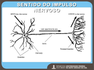 SENTIDO DO IMPULSO
NERVOSO

Prof. Ronny M de Moraes 123

 