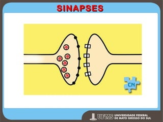 SINAPSES

Prof. Ronny M de Moraes 125

 