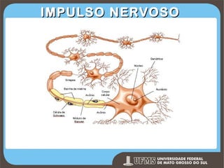 IMPULSO NERVOSO

Prof. Ronny M de Moraes 126

 