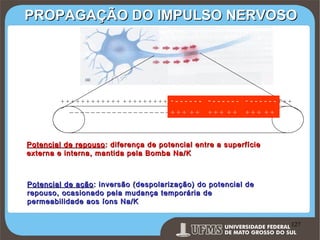 PROPAGAÇÃO DO IMPULSO NERVOSO

- - + + + + + ++ + + + +
----+ + + + + + + + + + + + + + + + + + + + + + + - - - - - + - - - - - - - +-+-+ + + + + + + +
_ _ _ _ _ _ _ _ _ _ _ _ _ _ _ _ _ _ _ + _ _ _+_+ _ +_ _+_ + + _ _ _ _+_ + + _
_++
_
+ __ ++ __

Potencial de repouso : diferença de potencial entre a superfície
externa e interna, mantida pela Bomba Na/K

Potencial de ação : inversão (despolarização) do potencial de
repouso, ocasionado pela mudança temporária de
permeabilidade aos íons Na/K

Prof. Ronny M de Moraes 127

127

 