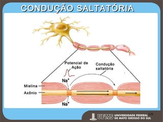CONDUÇÃO SALTATÓRIA

Potencial de
Ação

Condução
saltatória

Mielina
Axônio

Prof. Ronny M de Moraes 128

128

 