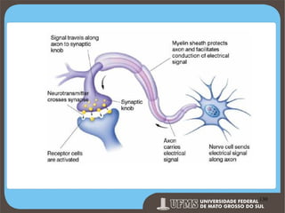 Prof. Ronny M de Moraes 130

130

 