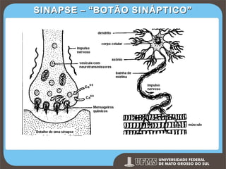 SINAPSE – “BOTÃO SINÁPTICO”

Prof. Ronny M de Moraes 131

131

 