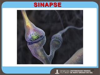 SINAPSE

Prof. Ronny M de Moraes 133

133

 