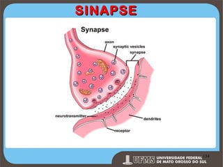 SINAPSE

Prof. Ronny M de Moraes 134

134

 