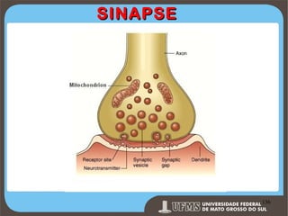 SINAPSE

Prof. Ronny M de Moraes 136

136

 