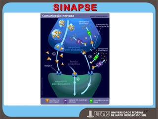 SINAPSE

Prof. Ronny M de Moraes 137

137

 