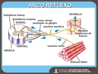 ARCO REFLEXO
ESTÍMULO

Substância branca
Substância cinzenta

corpo celular
localizado no gânglio

DORSAL

neurônio sensitivo
Receptor
Corpúsculo de
Paccini

interneurô nio

VENTRAL

neurônio motor

MEDULA

Músculo efetor

Prof. Ronny M de Moraes 139

139

 
