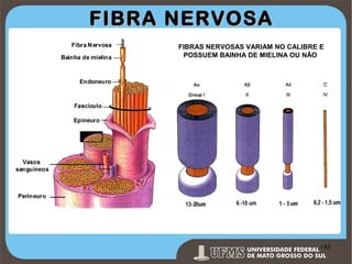 FIBRA NERVOSA
FIBRAS NERVOSAS VARIAM NO CALIBRE E
POSSUEM BAINHA DE MIELINA OU NÃO

Prof. Ronny M de Moraes 145

145

 