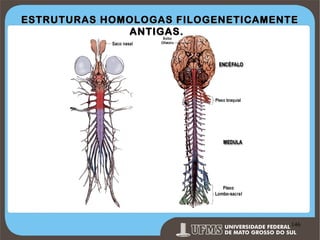 ESTRUTURAS HOMOLOGAS FILOGENETICAMENTE
ANTIGAS.

Prof. Ronny M de Moraes 146

146

 