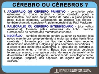 CÉREBRO OU CÉREBROS ?
1. ARQUIPÁLIO OU CÉREBRO PRIMITIVO - constituído pelas
estruturas do tronco cerebral - bulbo, cerebelo, ponte e
mesencéfalo, pelo mais antigo núcleo da base - o globo pálido e
pelos bulbos olfatórios. Corresponde ao cérebro dos répteis ,
também chamado complexo-R, pelo neurocientista Paul MacLean
2. PALEOPÁLIO OU CÉREBRO INTERMEDIÁRIO - (dos velhos
mamíferos), formado pelas estruturas do Lobo Límbico.
Corresponde ao cérebro dos mamíferos inferiores.
3. NEOPÁLIO - também chamado cérebro superior ou racional (dos
novos mamíferos), compreendendo a maior parte dos hemisférios
cerebrais ( formado por um tipo de córtex mais recente,
denominado neocórtex) e alguns grupos neuronais subcorticais. É
o cérebro dos mamíferos superiores, aí incluídos os primatas e,
consequentemente, o homem. Essas três camadas cerebrais
foram aparecendo, uma após a outra, durante o desenvolvimento
do embrião e do feto (ontogenia), recapitulando, cronologicamente,
a evolução (filogenia) das espécies, do lagarto até o Homo
sapiens.

Prof. Ronny M de Moraes 15

15

 