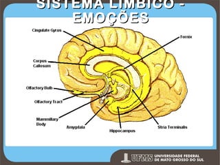 SISTEMA LÍMBICO EMOÇÕES

Prof. Ronny M de Moraes 151

 