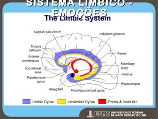 SISTEMA LÍMBICO EMOÇÕES

Prof. Ronny M de Moraes 152

 