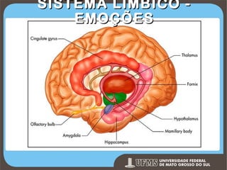 SISTEMA LÍMBICO EMOÇÕES

Prof. Ronny M de Moraes 153

 