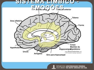 SISTEMA LÍMBICO EMOÇÕES
Giro do Cingulo

Tálamo anterior

Tálamo
Area olfatória
Fornix

Corpo
Mamilar do
Hipotálamo
Hippocampus

Hypothalamus
Uncus

Amigdala

Giro para-hipocampal

Prof. Ronny M de Moraes 156

 