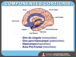 COMPONENTES CORTICAIS

-

Giro do cíngulo (mesocórtex)
Giro para-hipocampal (paleocórtex)
Hipocampo(arquicórtex)
Área Pré-Frontal (neocórtex)
Prof. Ronny M de Moraes 159

 