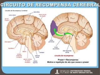CIRCUITO DE RECOMPENSA CEREBRAL

Prazer = Recompensa
Motiva a repetição do ato que causa o prazer

Prof. Ronny M de Moraes 163

 