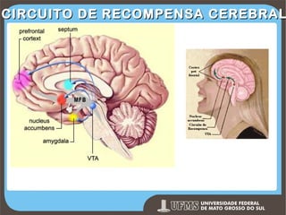 CIRCUITO DE RECOMPENSA CEREBRAL

Prof. Ronny M de Moraes 164

 