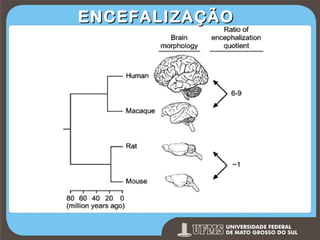 ENCEFALIZAÇÃO

Prof. Ronny M de Moraes 17

17

 