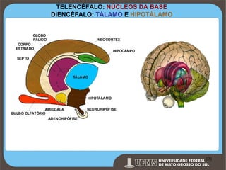 TELENCÉFALO: NÚCLEOS DA BASE
DIENCÉFALO: TÁLAMO E HIPOTÁLAMO

Prof. Ronny M de Moraes 171

171

 