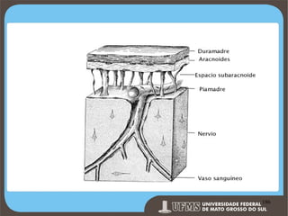 Prof. Ronny M de Moraes 186

186

 
