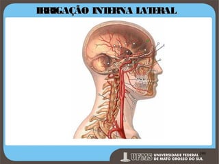 IRRIGAÇÃO INT RNA L E
E
AT RAL

Prof. Ronny M de Moraes 190

190

 