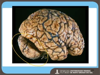 Prof. Ronny M de Moraes 204

204

 