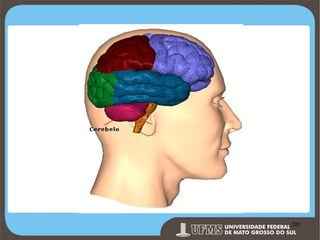 Prof. Ronny M de Moraes 205

205

 