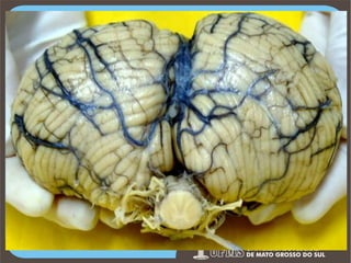 Prof. Ronny M de Moraes 206

206

 