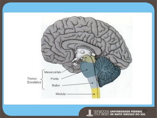 Prof. Ronny M de Moraes 211

211

 