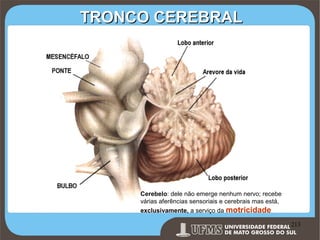 TRONCO CEREBRAL

Cerebelo: dele não emerge nenhum nervo; recebe
várias aferências sensoriais e cerebrais mas está,
exclusivamente, a serviço da motricidade

Prof. Ronny M de Moraes 213

213

 