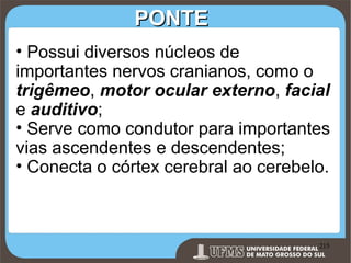 PONTE
• Possui diversos núcleos de
importantes nervos cranianos, como o
trigêmeo, motor ocular externo, facial
e auditivo;
• Serve como condutor para importantes
vias ascendentes e descendentes;
• Conecta o córtex cerebral ao cerebelo.

Prof. Ronny M de Moraes 215

215

 