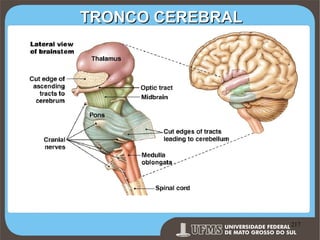 TRONCO CEREBRAL

Prof. Ronny M de Moraes 217

217

 