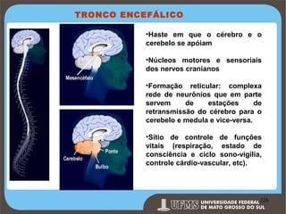 TRONCO ENCEFÁLICO
•Haste em que o cérebro e o
cerebelo se apóiam
•Núcleos motores e sensoriais
dos nervos cranianos
•Formação reticular: complexa
rede de neurônios que em parte
servem
de
estações
de
retransmissão do cérebro para o
cerebelo e medula e vice-versa.
•Sítio de controle de funções
vitais (respiração, estado de
consciência e ciclo sono-vigilia,
controle cárdio-vascular, etc).

Prof. Ronny M de Moraes 226

226

 