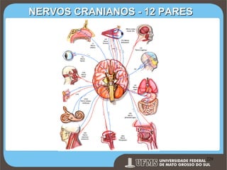NERVOS CRANIANOS - 12 PARES

Prof. Ronny M de Moraes 229

229

 