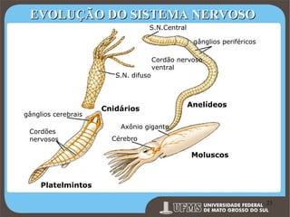 EVOLUÇÃO DO SISTEMA NERVOSO
S.N.Central
gânglios periféricos
Cordão nervoso
ventral
S.N. difuso

gânglios cerebrais
Cordões
nervosos

Cnidários

Anelídeos

Axônio gigante
Cérebro

Moluscos

Platelmintos

Prof. Ronny M de Moraes 23

23

 