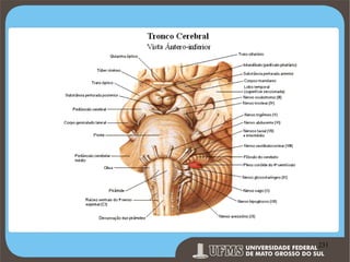 Prof. Ronny M de Moraes 231

231

 