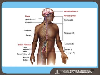Prof. Ronny M de Moraes 234

234

 