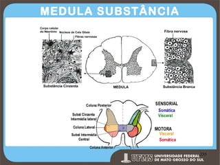 MEDULA SUBSTÂNCIA
CINZENTA

Prof. Ronny M de Moraes 235

235

 