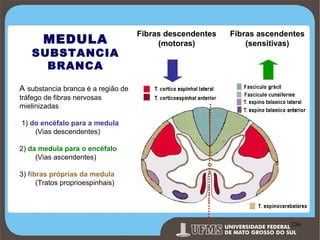 MEDULA

SUBSTANCIA
BRANCA

Fibras descendentes
(motoras)

Fibras ascendentes
(sensitivas)

A substancia branca é a região de
tráfego de fibras nervosas
mielinizadas
1) do encéfalo para a medula
(Vias descendentes)
2) da medula para o encéfalo
(Vias ascendentes)
3) fibras próprias da medula
(Tratos proprioespinhais)

Prof. Ronny M de Moraes 236

236

 