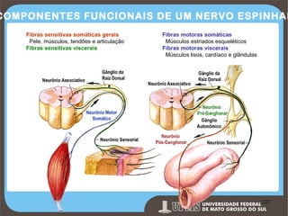 COMPONENTES FUNCIONAIS DE UM NERVO ESPINHAL
Fibras sensitivas somáticas gerais
Pele, músculos, tendões e articulação
Fibras sensitivas viscerais

Fibras motoras somáticas
Músculos estriados esqueléticos
Fibras motoras viscerais
Músculos lisos, cardíaco e glândulas

Prof. Ronny M de Moraes 237

237

 