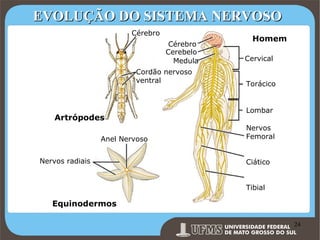 EVOLUÇÃO DO SISTEMA NERVOSO
Cérebro
Cérebro
Cerebelo
Medula
Cordão nervoso
ventral

Homem
Cervical
Torácico

Lombar

Artrópodes
Anel Nervoso
Nervos radiais

Nervos
Femoral
Ciático
Tibial

Equinodermos

Prof. Ronny M de Moraes 24

24

 